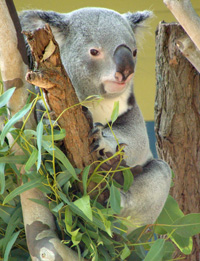 koala